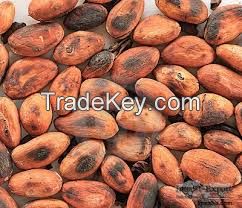 Cameroon Cocoa Bean
