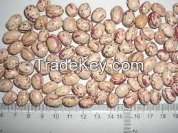 Ethiopian light speckled kidney bean