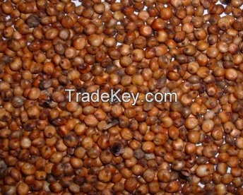 red sorghum 