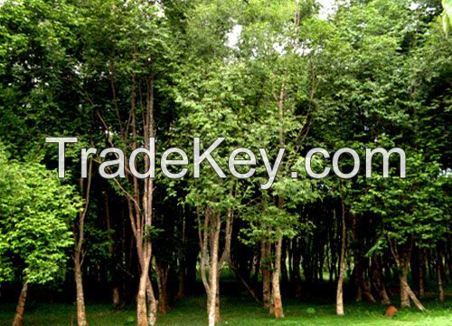 Agarwood farm in Thailand (Wholesale)