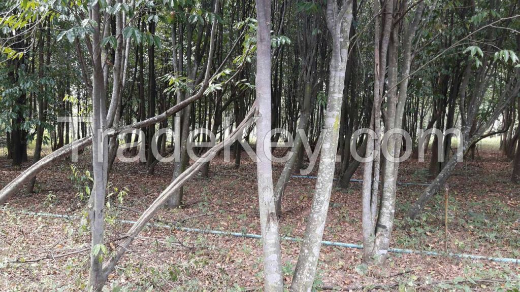 Agarwood farm in Thailand (Wholesale)