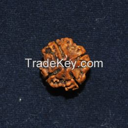 4 Face Rudraksha