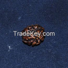 2 Face Rudraksha