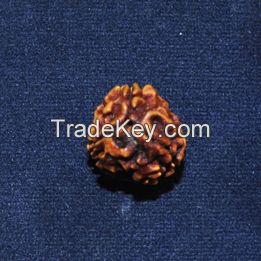 3 Face Rudraksha