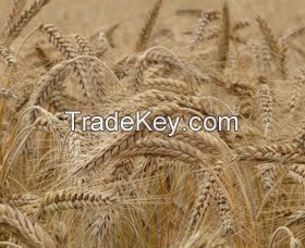 Wheat