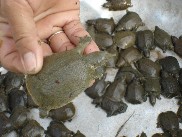 smooth softshell turtle