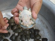 smooth softshell turtle