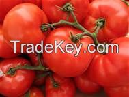 Fresh Tomatoes high quality for sale