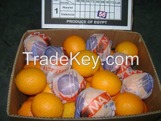 Fresh Egyptian Orange for SaLe