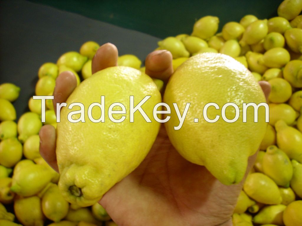 fresh lemon high quality and at competitive prices