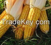 Maize