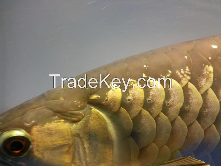 24K Golden arowana fish for sale. different sizes available