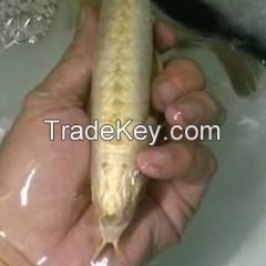 Asian Arowana fish 90% Goldhead  arowana fish for sale