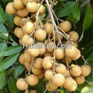 LONGAN FRUIT