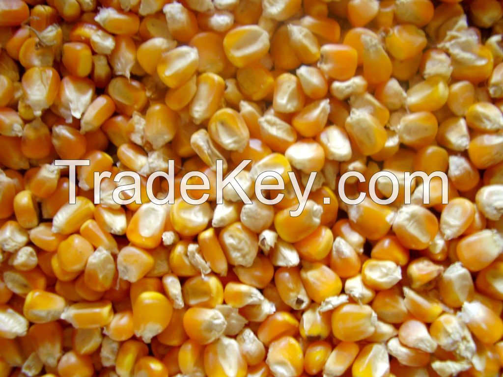 Yellow maize