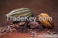 Cocoa Beans