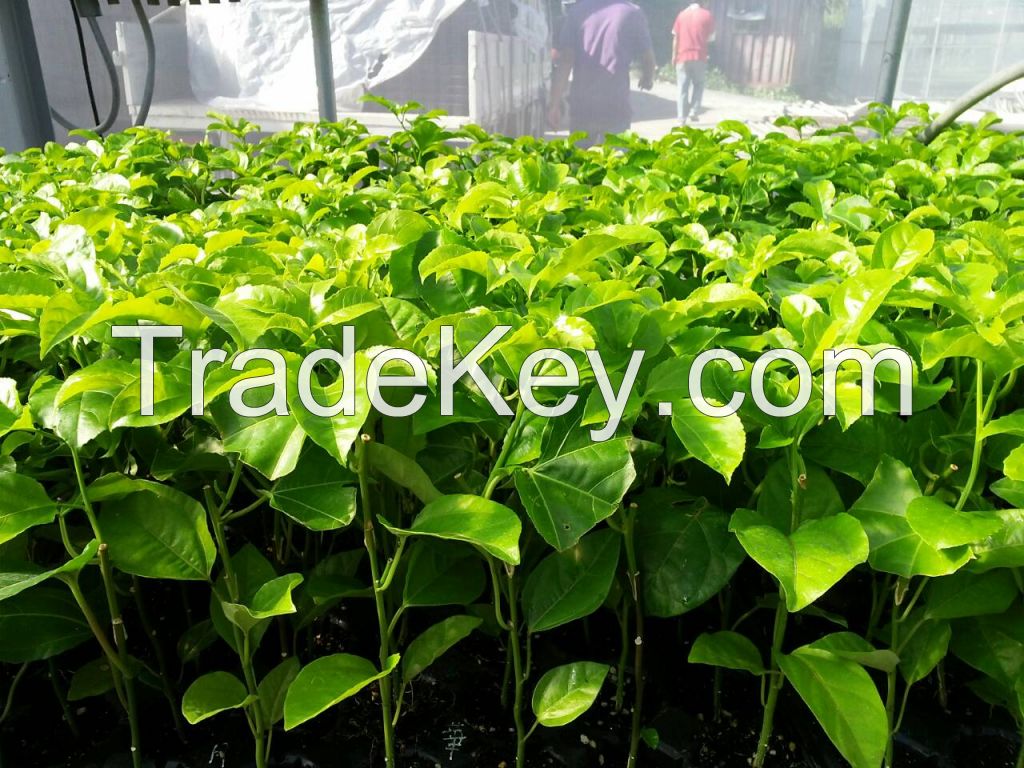 Passion Fruit Seedlings