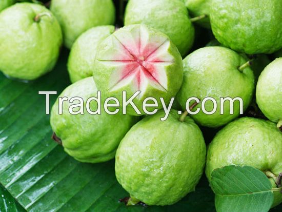 Supply Fresh Guava Fruit from Vietnam with Best Price and High Quality