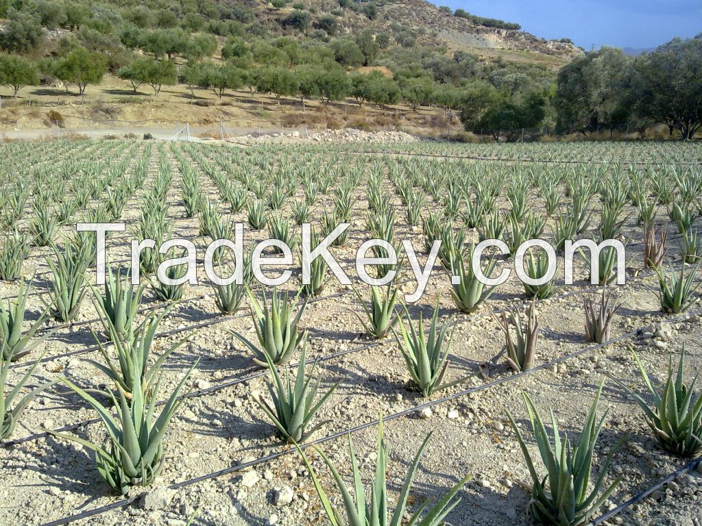 Aloe Vera Leaves