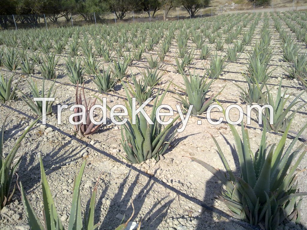 Aloe Vera Leaves