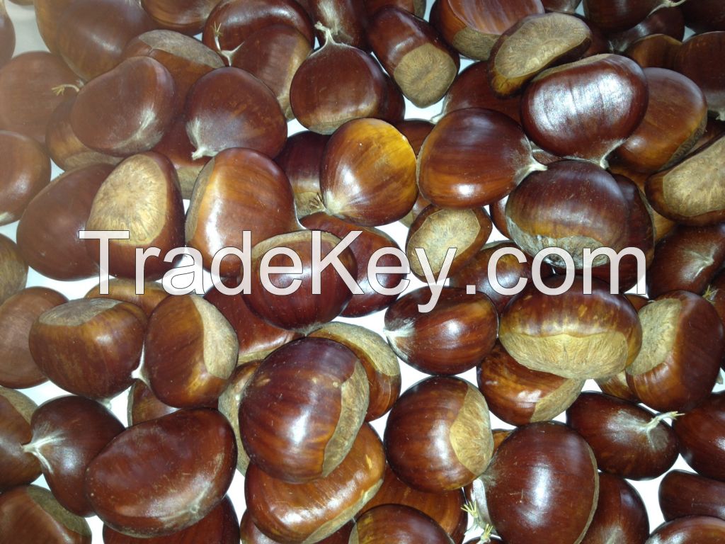 Fresh Quality Chestnuts