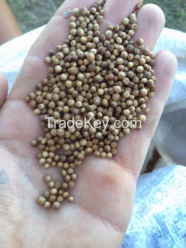 Coriander Seed