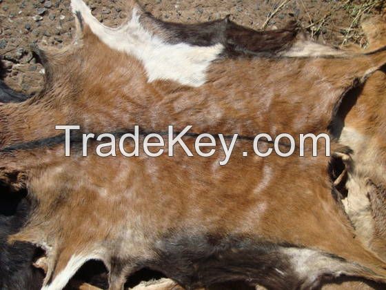 Dry and Wet Salted Donkey hides, Wet salted Donkey / Cow Skin and Cow Hides and Other Animal Skin Avalaible