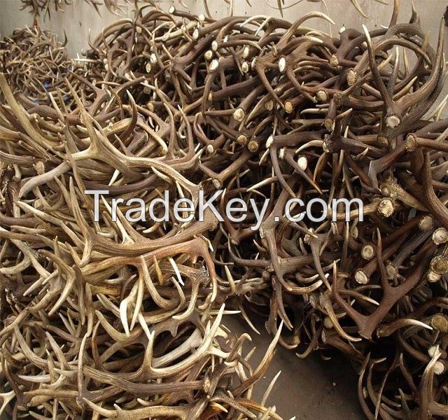 TOP GRADE NATURAL SHED WHOLE RED DEER ANTLERS - DEER ANTLERS