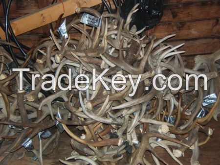 TOP GRADE NATURAL SHED WHOLE RED DEER ANTLERS - DEER ANTLERS