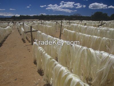 Top Quality Sisal Fibre / Sisal Hemp / Natural UG Grade In Stock