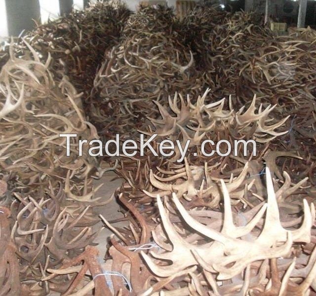 TOP GRADE NATURAL SHED WHOLE RED DEER ANTLERS - DEER ANTLERS