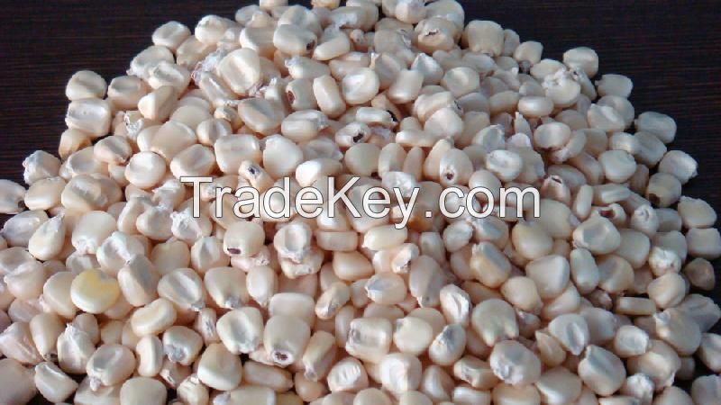 YELLOW CORN/ WHITE CORN |  / MAIZE FOR SALE 