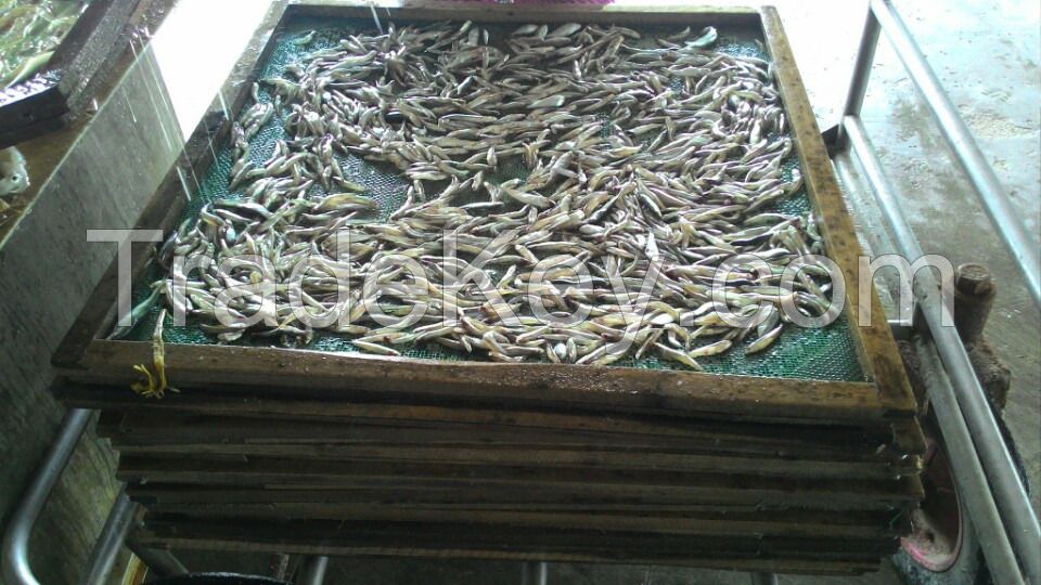 Frozen & Dried Anchovy At The Best Price In Russia 