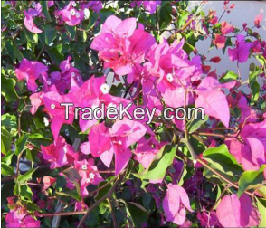 Bougainvillea Glabra Invariety