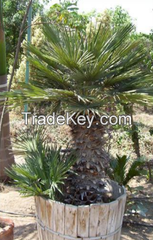 Chamaerops Humilis