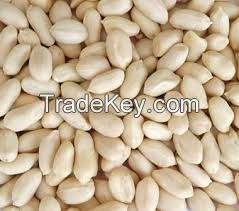 Blanched Peanut Kernels