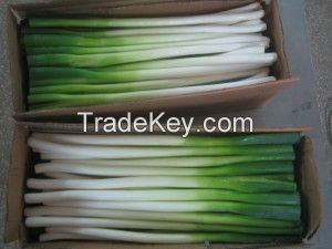 fresh scallion