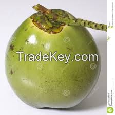 Mature and Young Coconut and Coco Shells, water, fiber and everything about coconut.