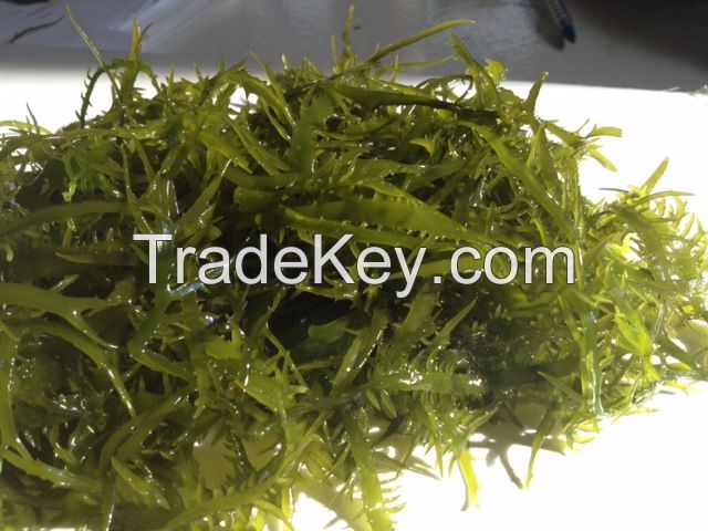 suginori seaweeds dried