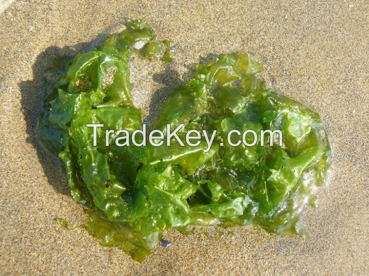 seaweed ulva lactuca sea lettuce  Dried