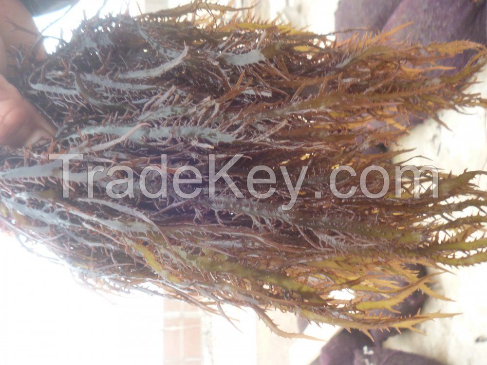 seaweed Gigartina chamissoi Dried