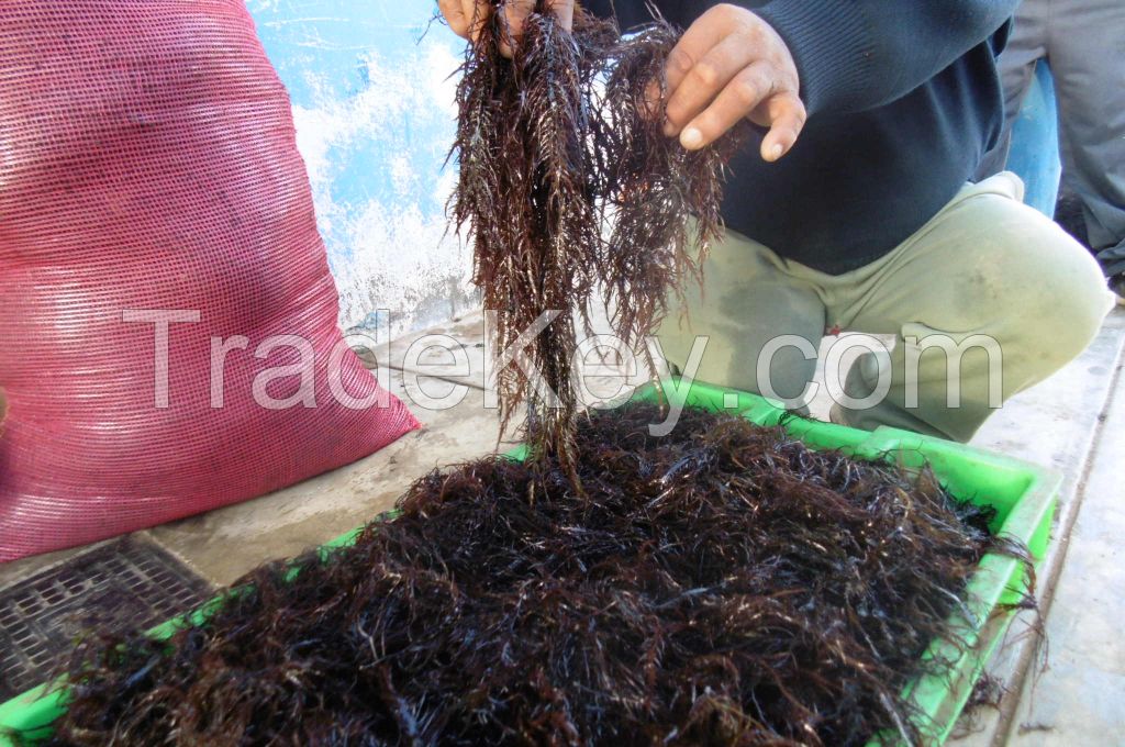 seaweeds Dried chicoria de mar
