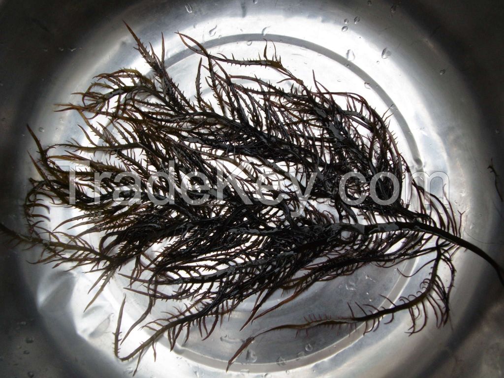 seaweed chondracanthus chamissoi  Dried