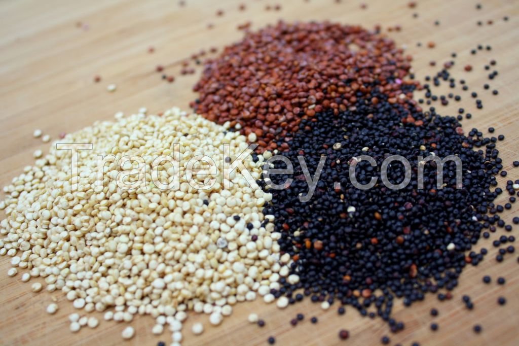 suppliers quinoa roja, blanca, negra, organica, conventional from peru