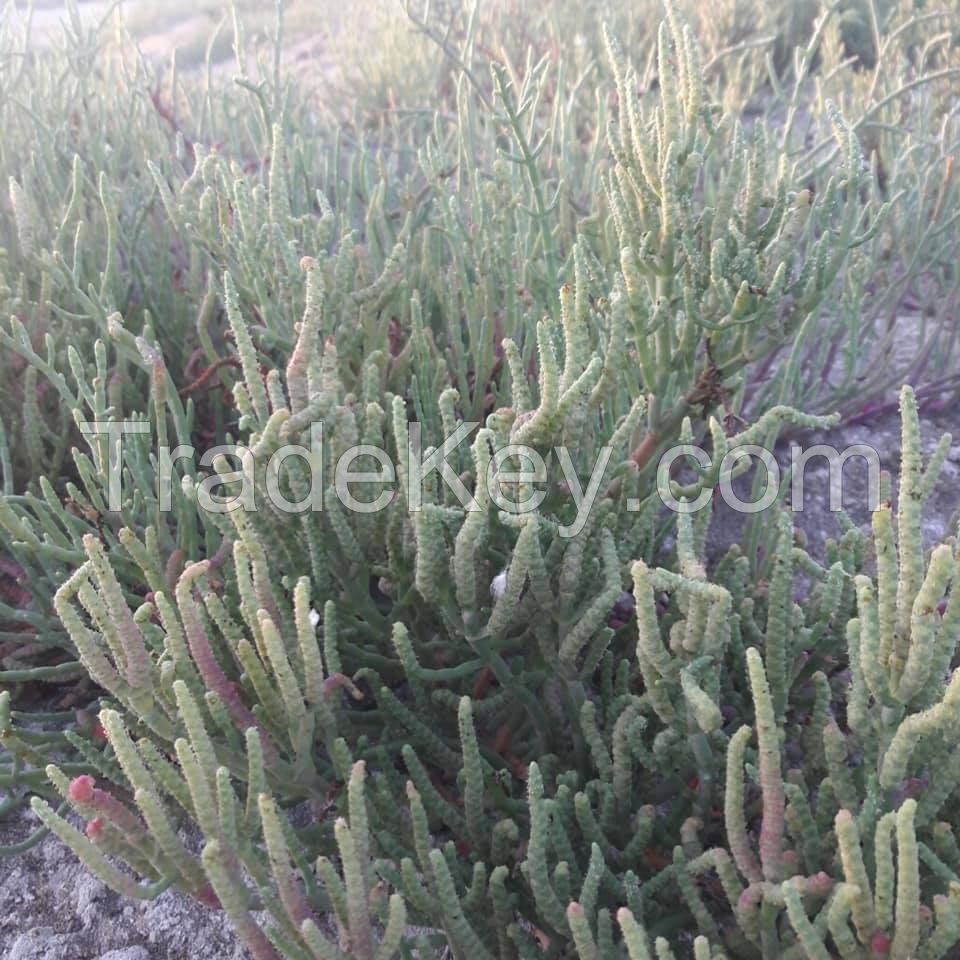 salicornia  asparagus sea salt grass