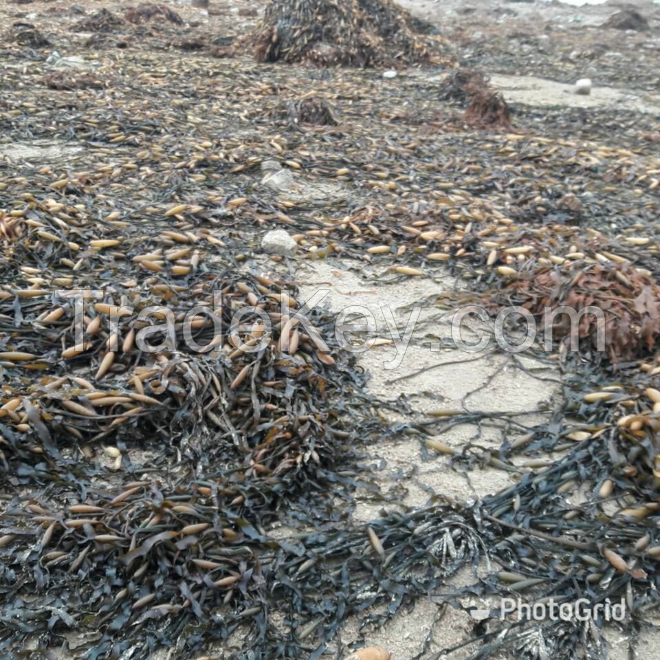 seaweed macrocystis   pyrifera /integrifolia