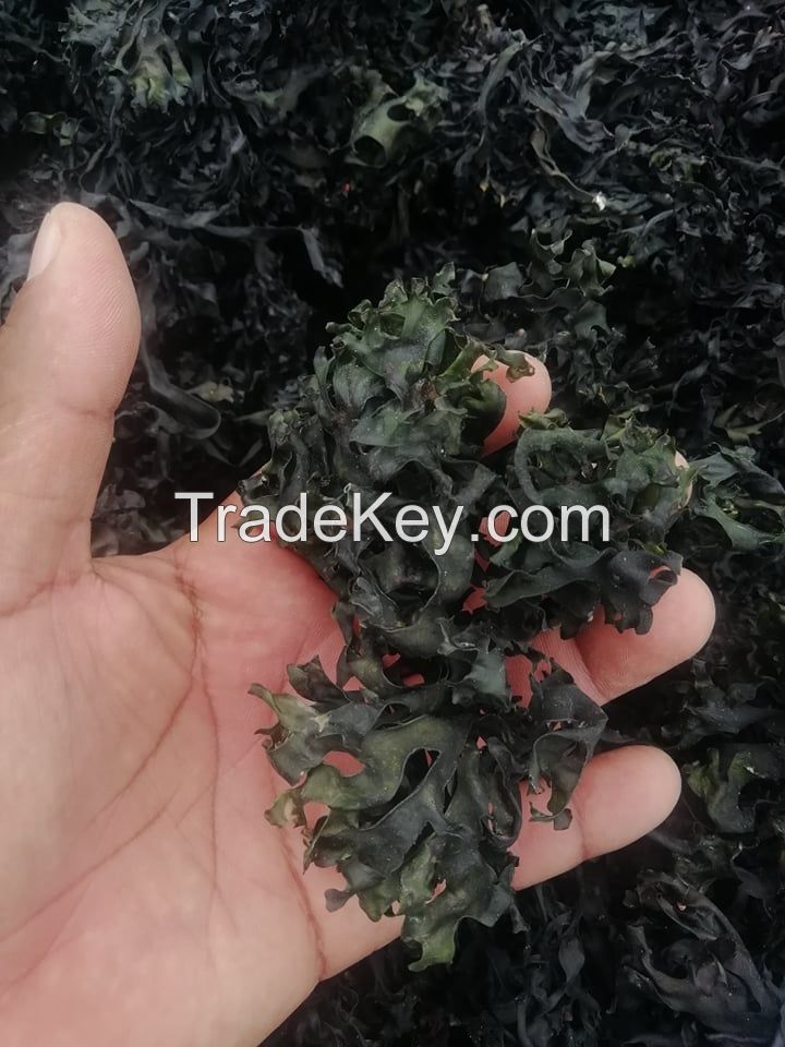seaweed / irish moss / chondrus crispus / seamoss