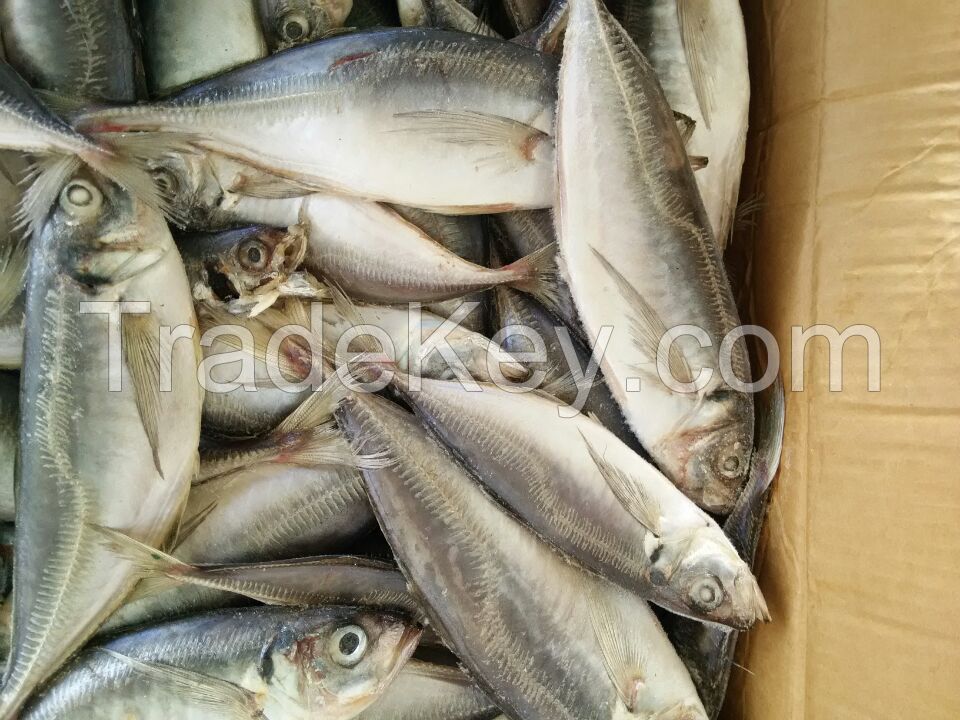 Frozen horse mackerel