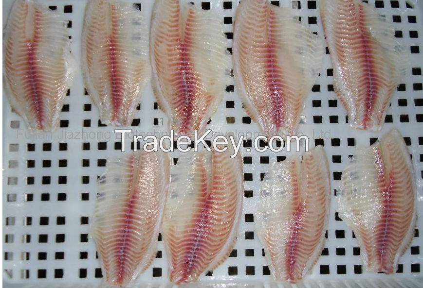 Frozen Tilapia  Tilapia Fillet