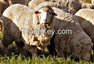 Merino wool